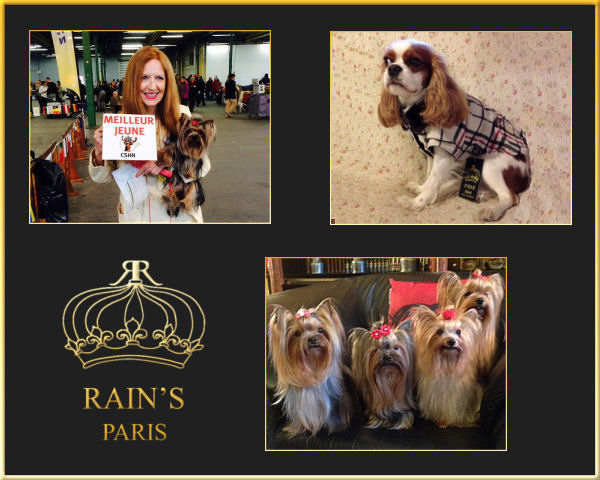 site de rencontre pour chien yorkshire